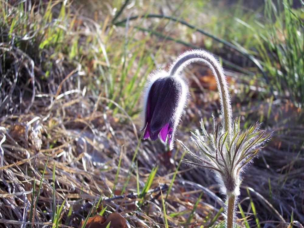 Escursione sul M.te Barro  del 5/4/2008
